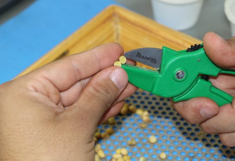 Circuito Aprosoja/MS leva tecnologia e conhecimento sobre classificação de grãos à Ponta Agrotec 2025