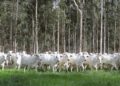 Declaração de Rebanho: segunda etapa da campanha da Iagro começa em 1º de novembro