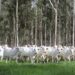 Declaração de Rebanho: segunda etapa da campanha da Iagro começa em 1º de novembro