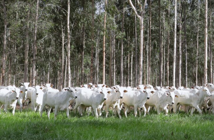 Declaração de Rebanho: segunda etapa da campanha da Iagro começa em 1º de novembro