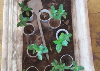 Moinho Cultural participa do “Jardim das Infâncias Refugiadas e Migrantes” com plantio simbólico em Corumbá