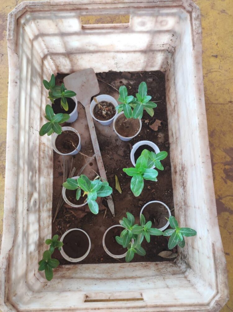 Moinho Cultural participa do “Jardim das Infâncias Refugiadas e Migrantes” com plantio simbólico em Corumbá