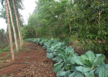 Dia de Campo da Agraer tem práticas agroflorestais voltadas à sustentabilidade, regeneração ambiental entre outros