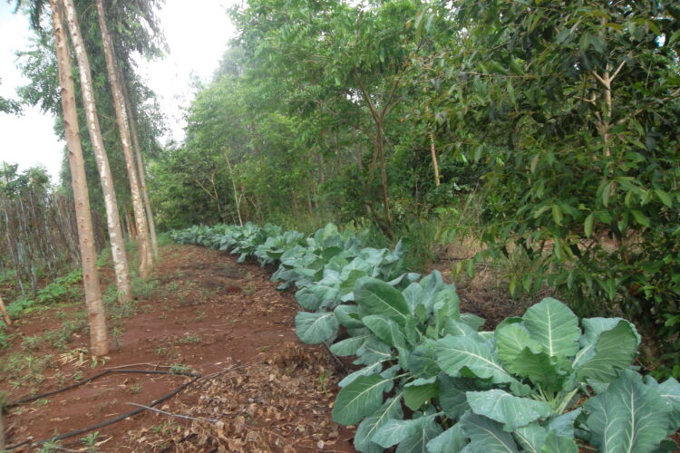 Dia de Campo da Agraer tem práticas agroflorestais voltadas à sustentabilidade, regeneração ambiental entre outros