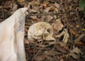 Ao procurar galão em mata, caminhoneiro encontra crânio humano no Anel Rodoviário da Capital