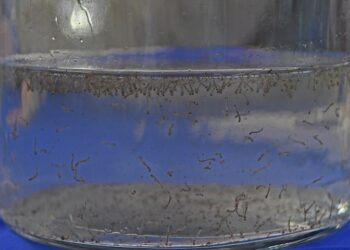 Boletim Epidemiológico: MS registra 8.319 casos confirmados de dengue