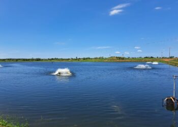 Piscicultura ganha novo fôlego em MS com ações do Estado e deve produzir 50 mil toneladas neste ano