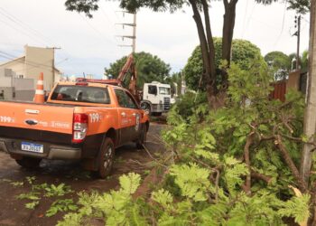 Mais de 80 chamados: Defesa Civil coordena poda de árvores e desobstrução de vias na Capital, após temporal