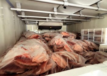 Decon apreende 5 toneladas de Tilápia sendo transportadas de forma ilegal na Capital