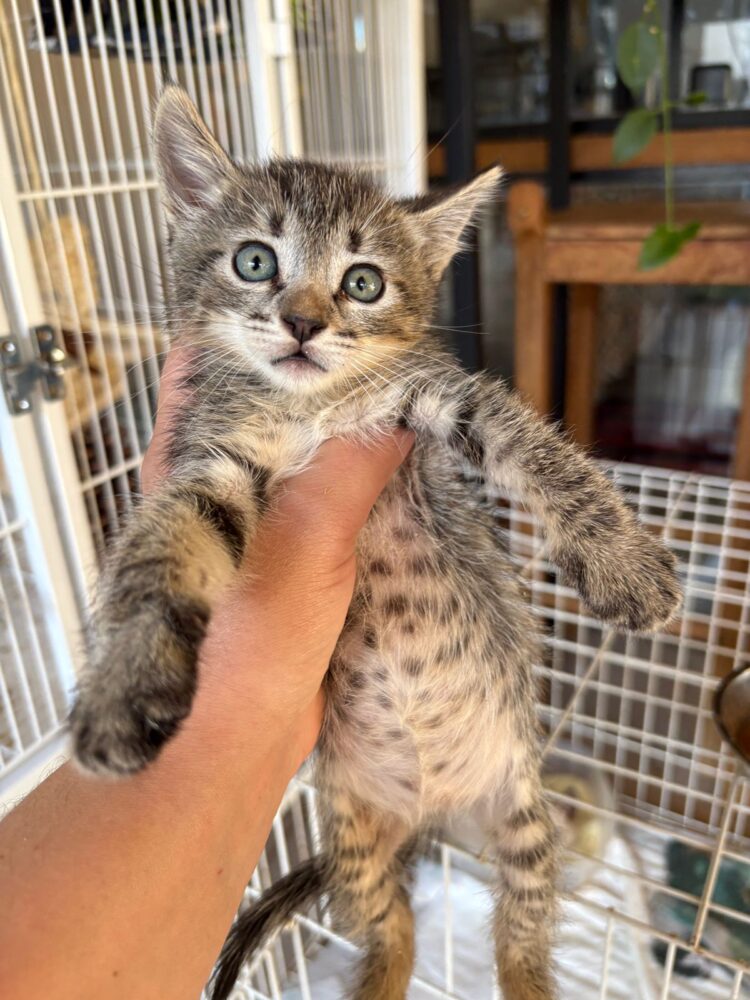 Em busca de um amigo? Feira de Adoção neste sábado busca novos lares para gatos resgatados