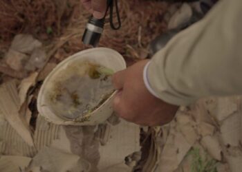 Boletim Epidemiológico: MS registra 8.272 casos confirmados de dengue