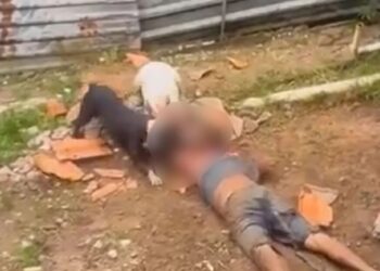 Capivara News TV: Homem é morto por cães da raça Pitbull em lote residencial