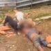 Capivara News TV: Homem é morto por cães da raça Pitbull em lote residencial