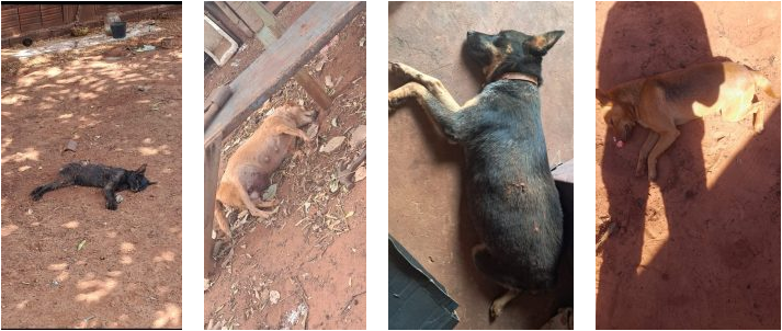 Idoso é preso por matar cerca de 20 cães por envenenamento em Brasilândia