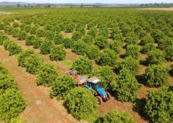 Citricultura: MS Citrus Summit vai debater nova fronteira produtiva em Três Lagoas