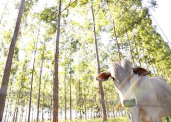 MS conduz recuperação de pastagens e se consolida como referência nacional em agropecuária sustentável