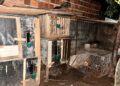 Homem é preso por maus-tratos com rinha de 16 galos em casa todos com ferimentos