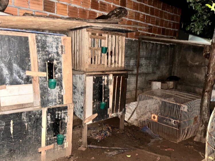 Homem é preso por maus-tratos com rinha de 16 galos em casa todos com ferimentos