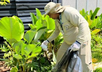 Estudo associa presença da Wolbachia à queda da dengue em Campo Grande