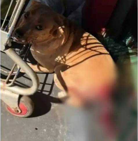 Cão caramelo é resgatado mutilado e com rabo arrancado por funcionários de mercado em Nova Alvorada do Sul