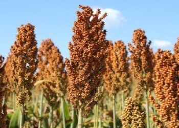 Sorgo cresce forte na safrinha de MS e vira aposta estratégica com demanda das usinas de etanol