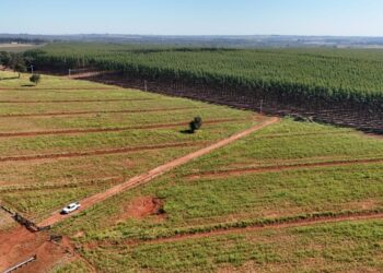 Campo Grande sedia encontro estratégico de logística florestal