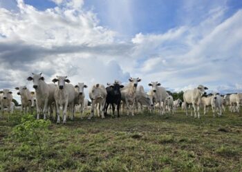Recuperação de pastagens em MS avança com políticas públicas estruturantes, crédito e tecnologias