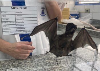 GCZ confirma o terceiro caso de raiva em morcegos em Campo Grande