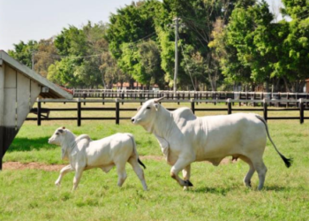 Com o mercado mais firme, como o produtor pode se preparar para a fase de alta do ciclo pecuário