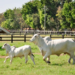 Com o mercado mais firme, como o produtor pode se preparar para a fase de alta do ciclo pecuário