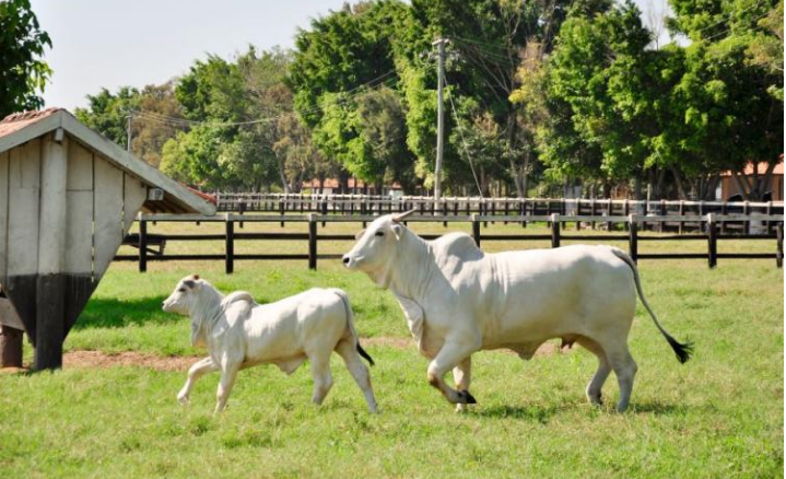 Com o mercado mais firme, como o produtor pode se preparar para a fase de alta do ciclo pecuário
