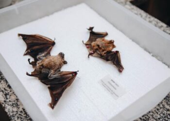 Sesau alerta população após caso de raiva em morcego