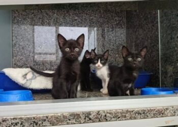 Em busca de um lar: feira de adoção contará com filhotes de cães e gatos no próximo sábado
