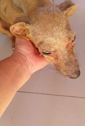 Idoso de 74 anos que já usava tornozeleira eletrônica é preso por maus-tratos a cachorro