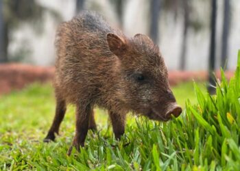 Conheça Flora, fêmea de cateto que não pode voltar à natureza e encontrou no Bioparque Pantanal um novo lar