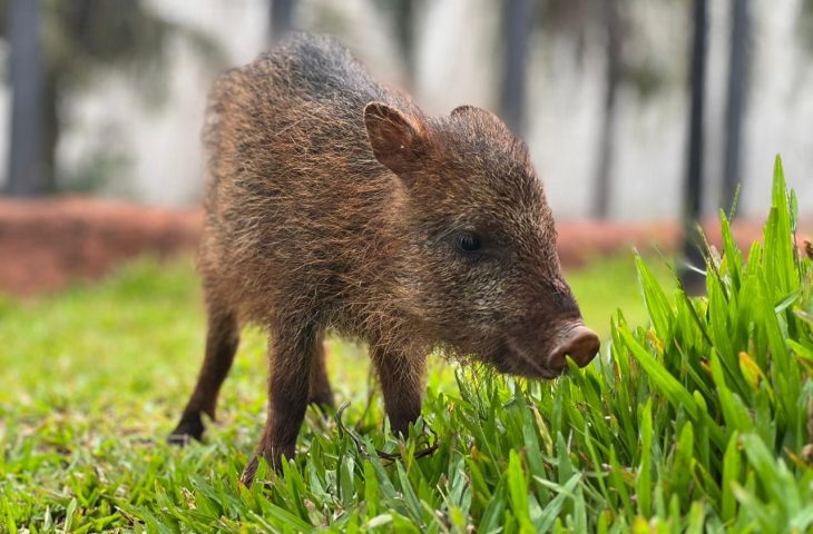 Conheça Flora, fêmea de cateto que não pode voltar à natureza e encontrou no Bioparque Pantanal um novo lar