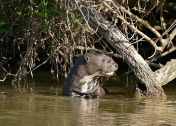 Saneamento é importante aliado da proteção da biodiversidade e de espécies migratórias em MS