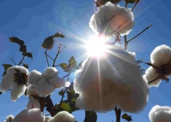 Realizado pela Rede Agrojor, encontro traz jornalistas de 23 países ao Brasil