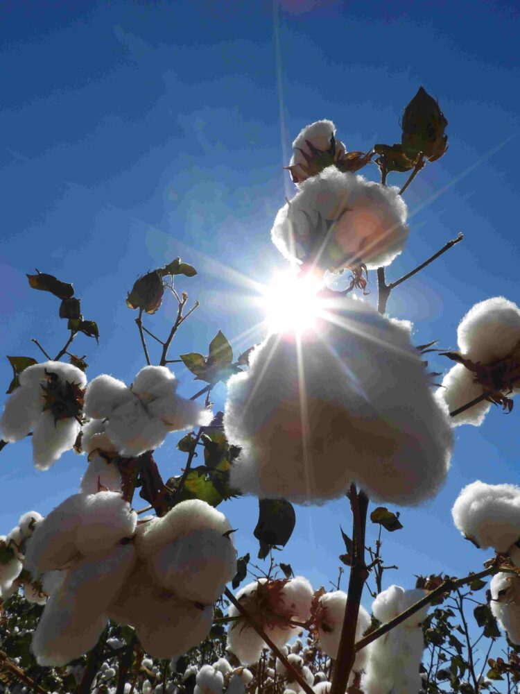 Realizado pela Rede Agrojor, encontro  traz jornalistas de 23 países ao Brasil