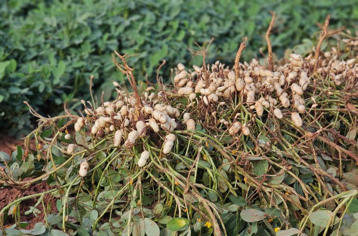 Vale da Celulose abre espaço para a diversificação com citrus e amendoim em MS