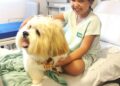 Paciente de 10 anos recebe visita surpresa de pet durante internação e emociona equipe de hospital