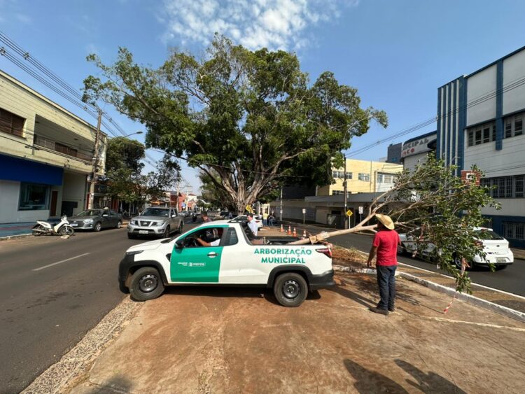 Legado: Avenida Mato Grosso receberá mudas das figueiras centenárias da Afonso Pena