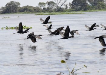 COP15: Pantanal é ponto de parada e alimentação para 190 espécies de aves migratórias do Continente