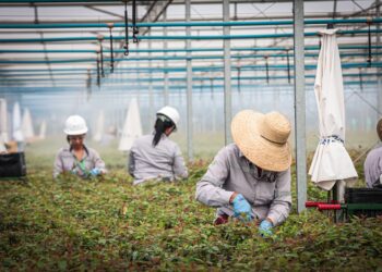 Suzano intensifica ações para ampliar presença feminina no setor florestal