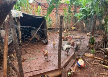 Morador do São Conrado é preso por criar 15 galinhas, 3 patos e 6 porcos de forma precária