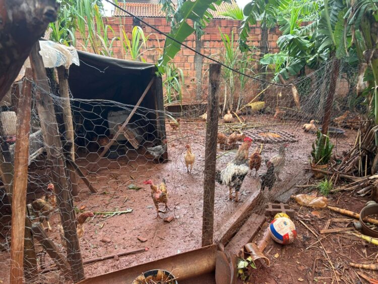 Morador do São Conrado é preso por criar 15 galinhas, 3 patos e 6 porcos de forma precária