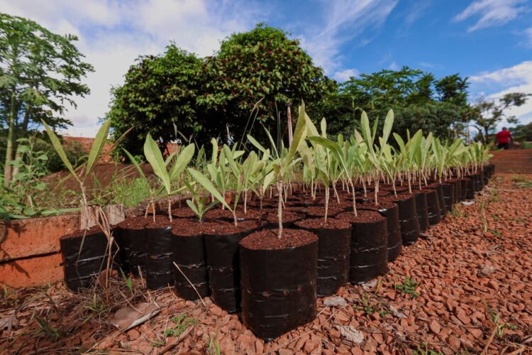 COP15 deixará legado enraizado em nova área verde em Campo Grande