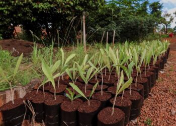 Plantio do Bosque da COP15 começa neste sábado em Campo Grande