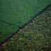 Suzano promove restauração ecológica de mais de 1,5 mil hectares de Cerrado em MS