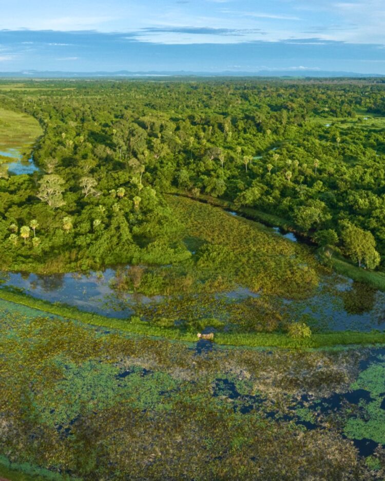 Instituições abrem consulta pública para ouvir especialistas sobre impacto ambiental no Pantanal